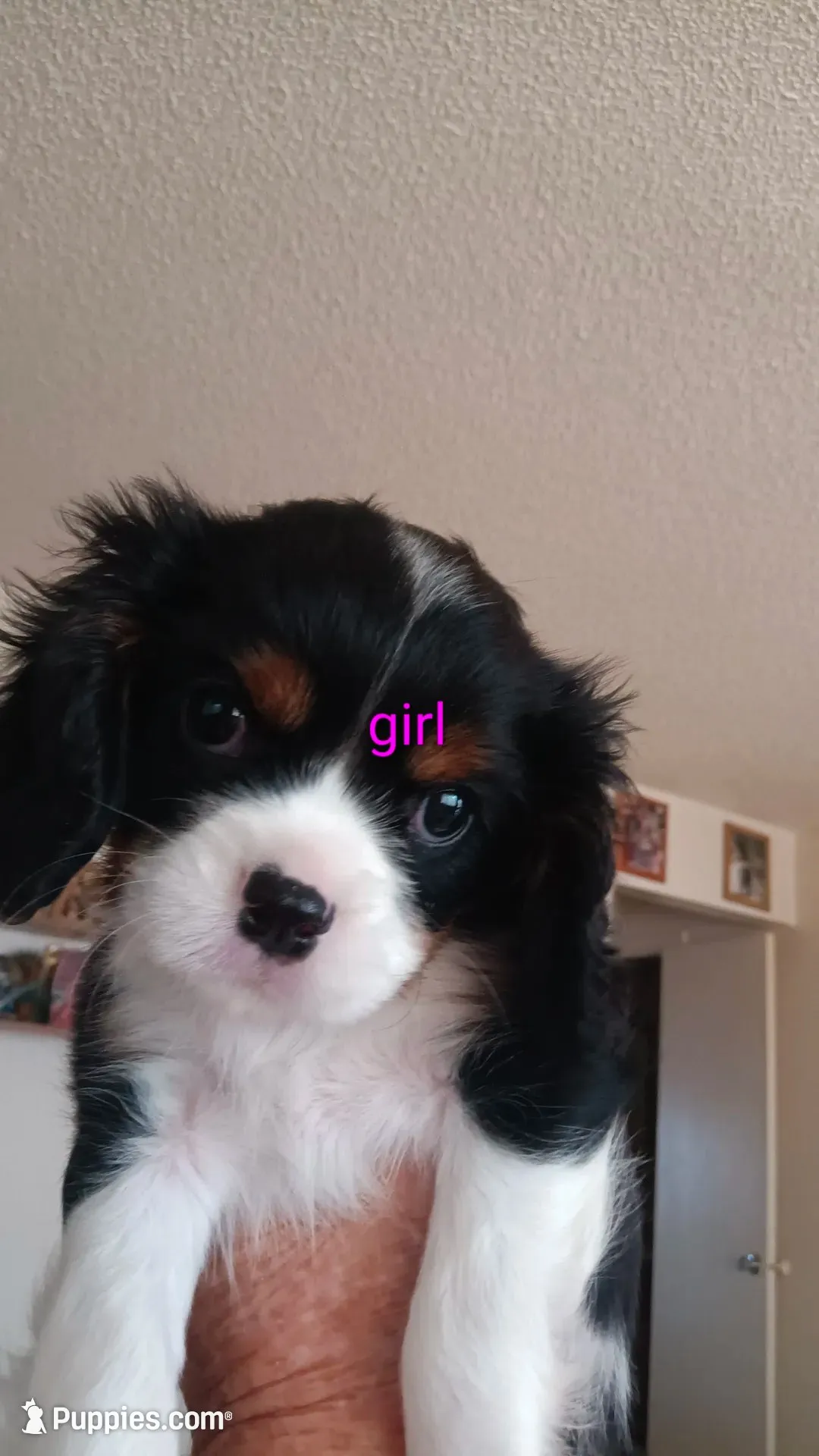 Emily , a female Cavalier King Charles Spaniel for sale in Colorado Springs, CO – 2 of 4