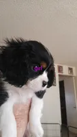 Emily , a female Cavalier King Charles Spaniel for sale in Colorado Springs, CO – 3 of 4