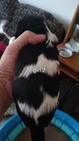 Ella , a female Cavalier King Charles Spaniel for sale in Colorado Springs, CO – 2 of 2