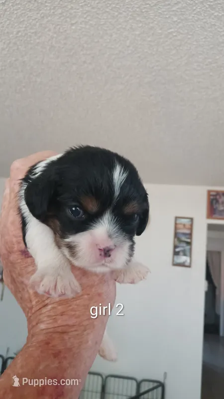 Ella  – Cavalier King Charles Spaniel puppy for sale in Colorado Springs, CO