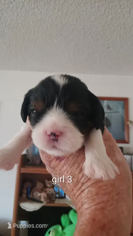 Emily  – Cavalier King Charles Spaniel puppy for sale in Colorado Springs, CO