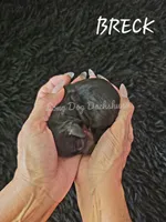 BRECK AKC, a male Miniature Dachshund for sale in Thornton, CO – 10 of 10