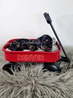 DENVER AKC, a male Miniature Dachshund for sale in Thornton, CO – 5 of 9