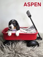 ASPEN AKC, a female Miniature Dachshund for sale in Thornton, CO – 6 of 9