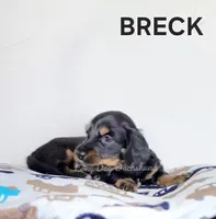 BRECK AKC, a male Miniature Dachshund for sale in Thornton, CO – 2 of 10
