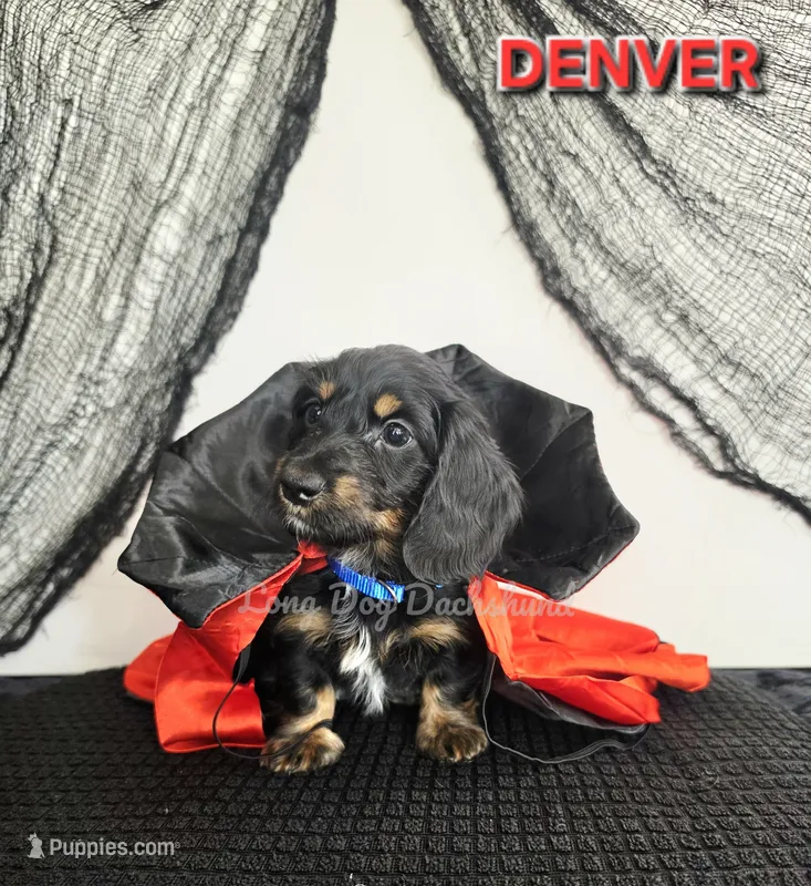 DENVER AKC – Miniature Dachshund puppy for sale in Thornton, CO