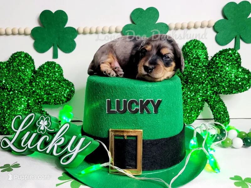 Lucky – Miniature Dachshund puppy for sale in Thornton, CO