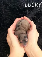 Lucky, a male Miniature Dachshund for sale in Thornton, CO – Photo 2 of 4