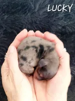 Lucky, a male Miniature Dachshund for sale in Thornton, CO – Photo 3 of 4