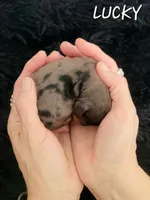 Lucky, a male Miniature Dachshund for sale in Thornton, CO – Photo 1 of 4