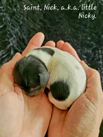 processed/7741af44-04b7-406b-8b7d-6701cd686c3b/listing/0f9ee2e8-71f9-4da5-9137-738da7f64e90/9d9fc81b-00ac-446e-88e1-466797a00978