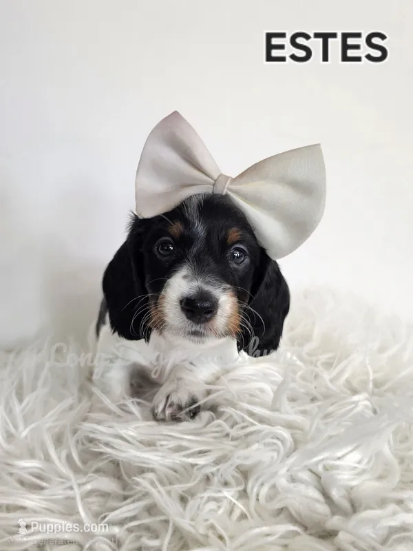 ESTES AKC – Miniature Dachshund puppy for sale in Thornton, CO