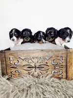 ASPEN AKC, a female Miniature Dachshund for sale in Thornton, CO – 2 of 9