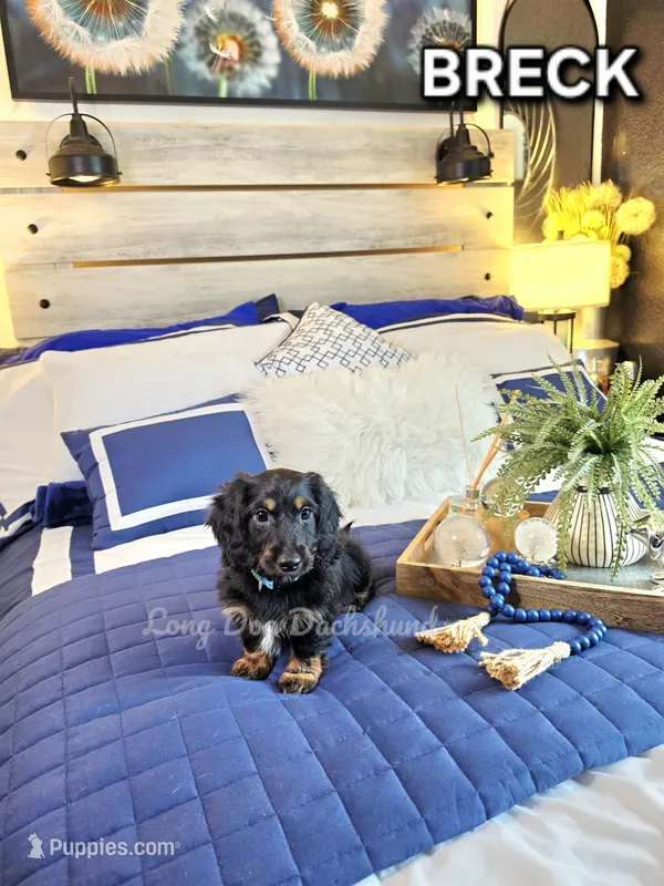 BRECK AKC – Miniature Dachshund puppy for sale in Thornton, CO