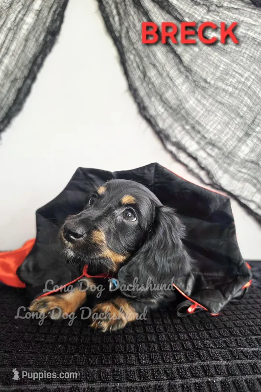 BRECK AKC – Miniature Dachshund puppy for sale in Thornton, CO