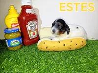 ESTES AKC, a female Miniature Dachshund for sale in Thornton, CO – 6 of 10