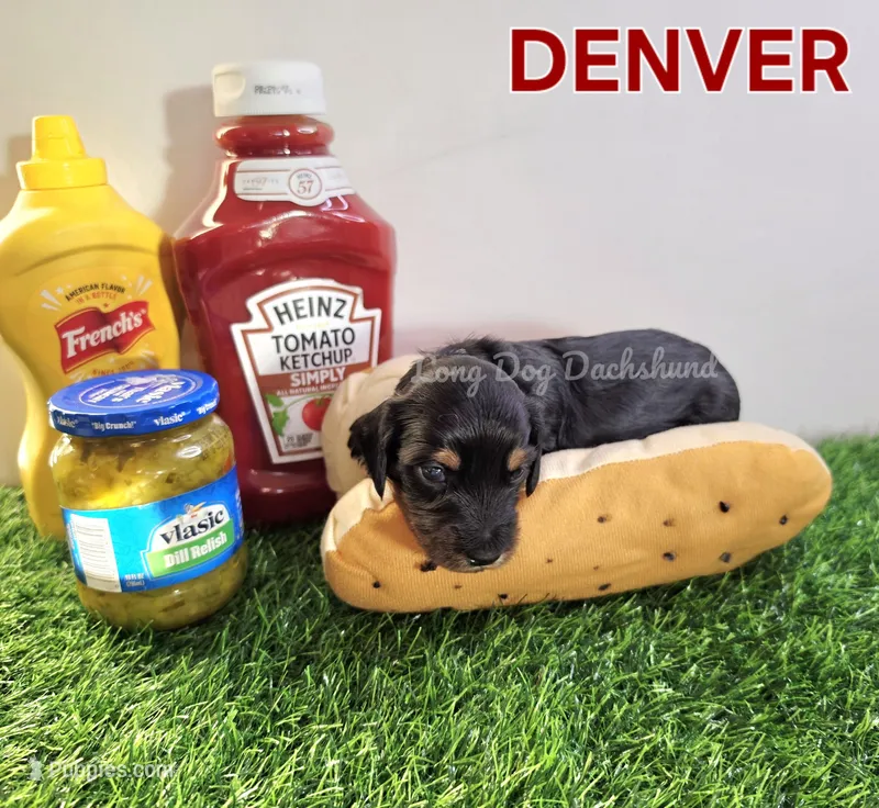 DENVER AKC – Miniature Dachshund puppy for sale in Thornton, CO