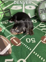 DENVER AKC, a male Miniature Dachshund for sale in Thornton, CO – 8 of 9