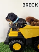 BRECK AKC, a male Miniature Dachshund for sale in Thornton, CO – 8 of 10