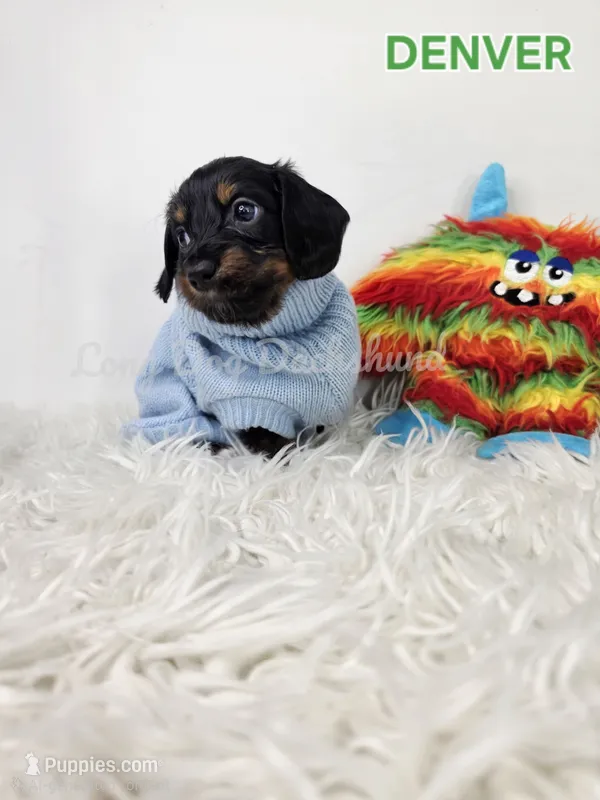 DENVER AKC – Miniature Dachshund puppy for sale in Thornton, CO