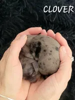 Clover, a female Miniature Dachshund for sale in Thornton, CO – Photo 2 of 5