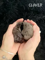 Clover, a female Miniature Dachshund for sale in Thornton, CO – Photo 3 of 5