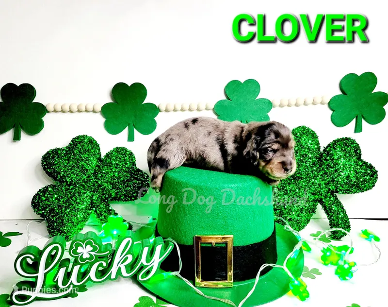 Clover – Miniature Dachshund puppy for sale in Thornton, CO