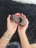 Clover, a female Miniature Dachshund for sale in Thornton, CO – Photo 5 of 5