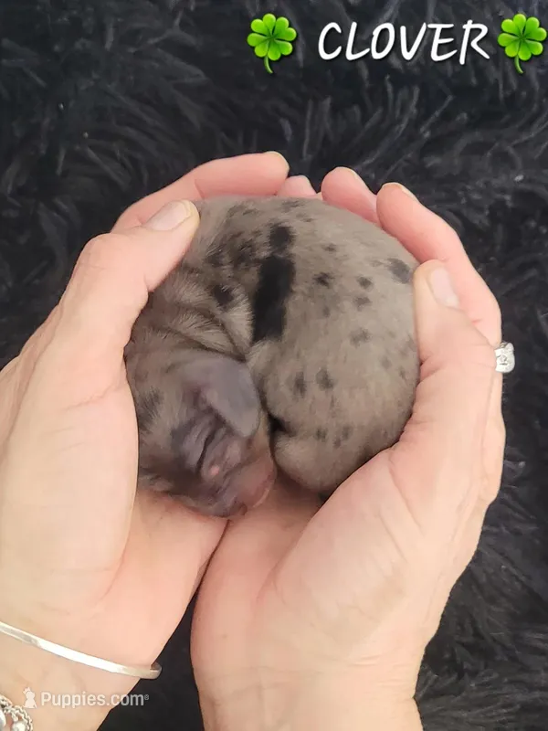 Clover, a female Miniature Dachshund for sale in Thornton, CO – Photo 1 of 5