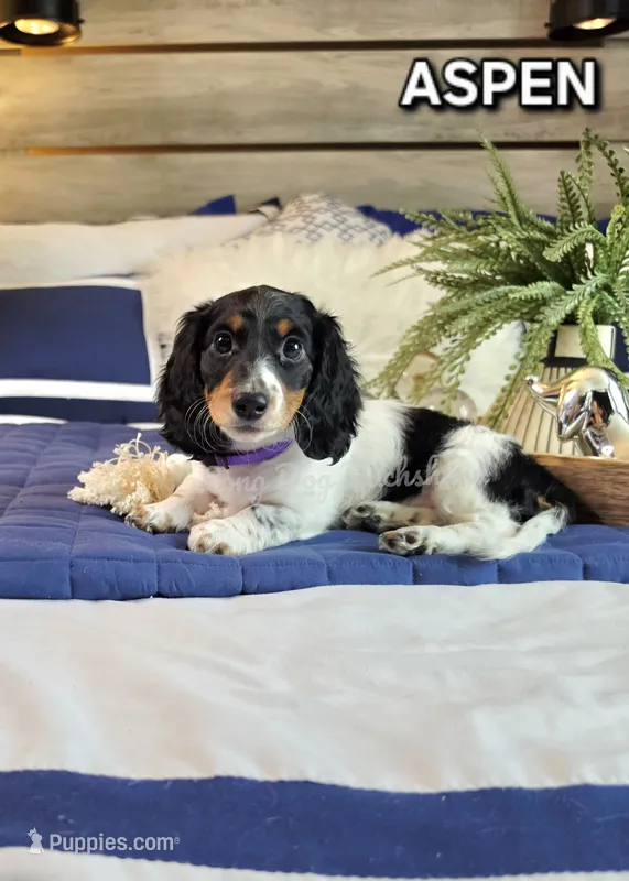 ASPEN AKC – Miniature Dachshund puppy for sale in Thornton, CO