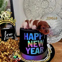 Jingle, a male Miniature Dachshund for sale in Thornton, CO – Photo 9 of 10