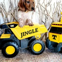 Jingle, a male Miniature Dachshund for sale in Thornton, CO – Photo 6 of 10