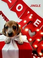 Jingle, a male Miniature Dachshund for sale in Thornton, CO – Photo 4 of 10