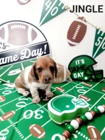 Jingle, a male Miniature Dachshund for sale in Thornton, CO – Photo 5 of 10