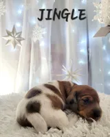 Jingle, a male Miniature Dachshund for sale in Thornton, CO – Photo 9 of 10