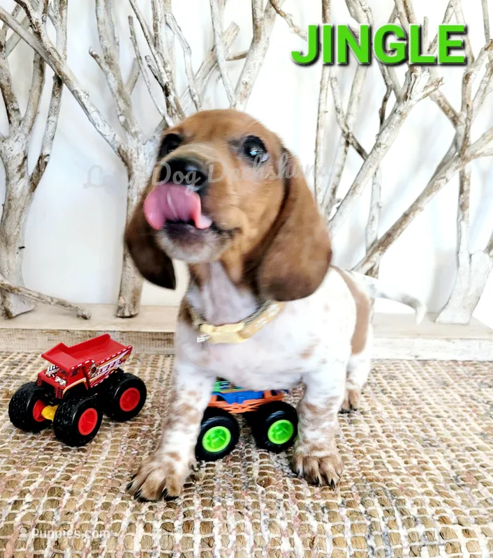 Jingle