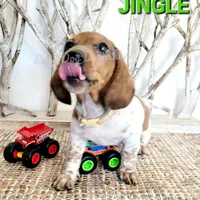 Jingle, a male Miniature Dachshund for sale in Thornton, CO – Photo 7 of 10