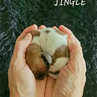 Jingle, a male Miniature Dachshund for sale in Thornton, CO – Photo 10 of 10