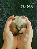 Jingle, a male Miniature Dachshund for sale in Thornton, CO – Photo 6 of 10