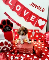 Jingle, a male Miniature Dachshund for sale in Thornton, CO – Photo 3 of 10