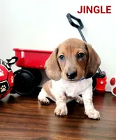Jingle, a male Miniature Dachshund for sale in Thornton, CO – Photo 1 of 10