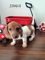 Jingle, a male Miniature Dachshund for sale in Thornton, CO – Photo 2 of 10