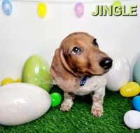 Jingle, a male Miniature Dachshund for sale in Thornton, CO – Photo 5 of 10