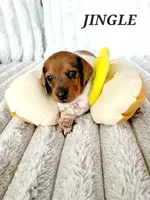 Jingle, a male Miniature Dachshund for sale in Thornton, CO – Photo 8 of 10