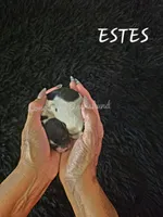 ESTES AKC, a female Miniature Dachshund for sale in Thornton, CO – 10 of 10