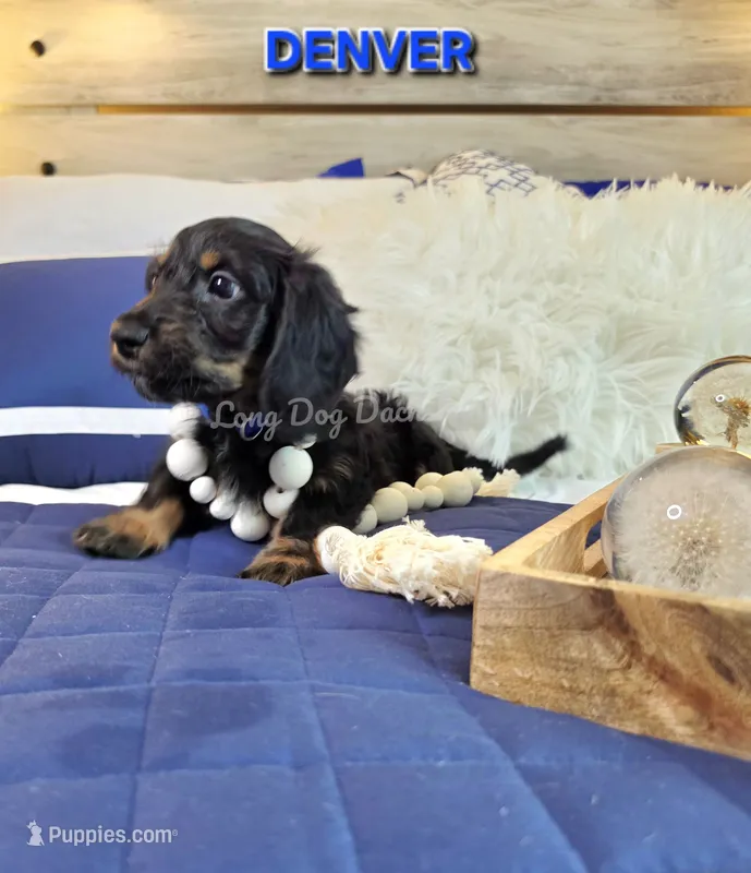 DENVER AKC – Miniature Dachshund puppy for sale in Thornton, CO