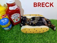 BRECK AKC, a male Miniature Dachshund for sale in Thornton, CO – 6 of 10