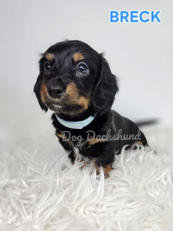 BRECK AKC – Miniature Dachshund puppy for sale in Thornton, CO