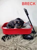BRECK AKC, a male Miniature Dachshund for sale in Thornton, CO – 5 of 10
