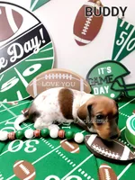 Buddy, a male Miniature Dachshund for sale in Thornton, CO – Photo 7 of 10